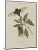 Album Donovan : an epitome of the natural history of insects in China-Edward Donovan-Mounted Giclee Print