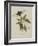 Album Donovan : an epitome of the natural history of insects in China-Edward Donovan-Framed Giclee Print