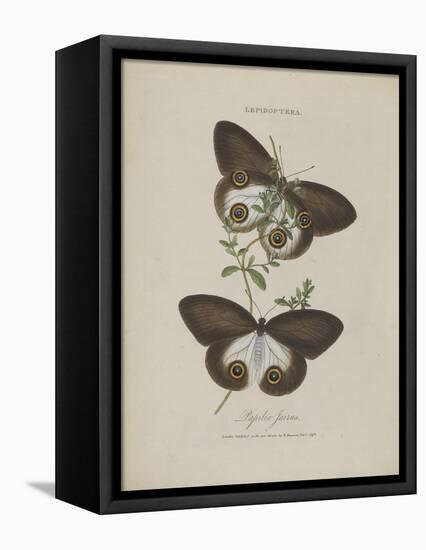 Album Donovan : an epitome of the natural history of insects in China-Edward Donovan-Framed Premier Image Canvas