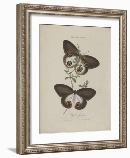 Album Donovan : an epitome of the natural history of insects in China-Edward Donovan-Framed Giclee Print