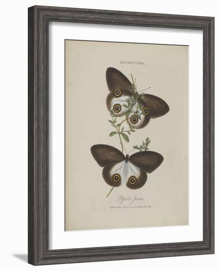 Album Donovan : an epitome of the natural history of insects in China-Edward Donovan-Framed Giclee Print