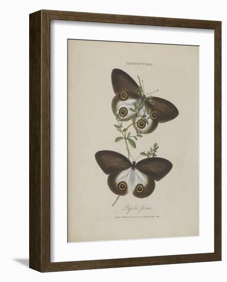 Album Donovan : an epitome of the natural history of insects in China-Edward Donovan-Framed Giclee Print