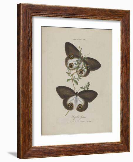 Album Donovan : an epitome of the natural history of insects in China-Edward Donovan-Framed Giclee Print