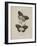 Album Donovan : an epitome of the natural history of insects in China-Edward Donovan-Framed Giclee Print