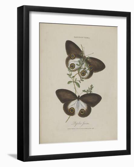 Album Donovan : an epitome of the natural history of insects in China-Edward Donovan-Framed Giclee Print