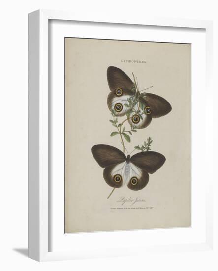 Album Donovan : an epitome of the natural history of insects in China-Edward Donovan-Framed Giclee Print