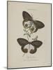 Album Donovan : an epitome of the natural history of insects in China-Edward Donovan-Mounted Giclee Print