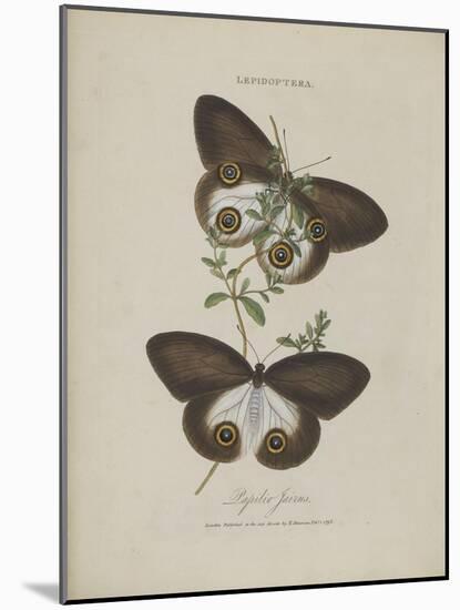 Album Donovan : an epitome of the natural history of insects in China-Edward Donovan-Mounted Giclee Print