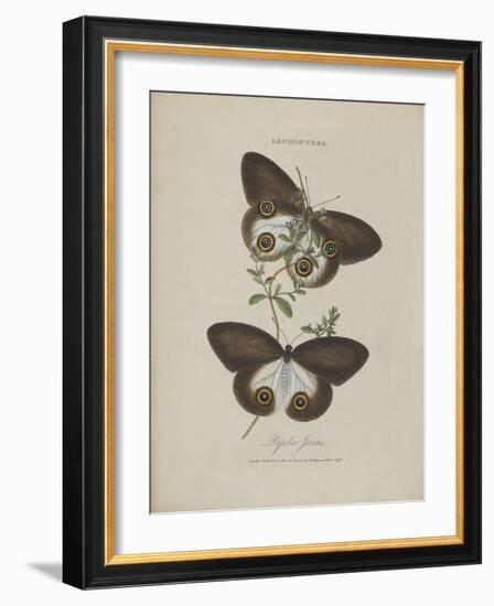 Album Donovan : an epitome of the natural history of insects in China-Edward Donovan-Framed Giclee Print