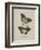 Album Donovan : an epitome of the natural history of insects in China-Edward Donovan-Framed Giclee Print