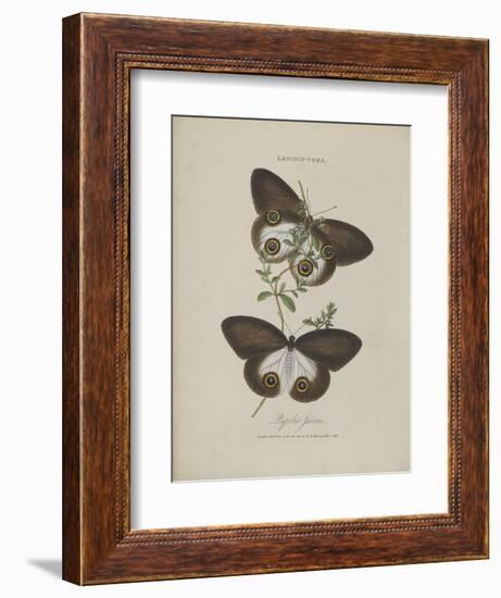 Album Donovan : an epitome of the natural history of insects in China-Edward Donovan-Framed Giclee Print