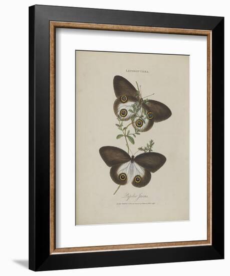 Album Donovan : an epitome of the natural history of insects in China-Edward Donovan-Framed Giclee Print