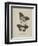 Album Donovan : an epitome of the natural history of insects in China-Edward Donovan-Framed Giclee Print