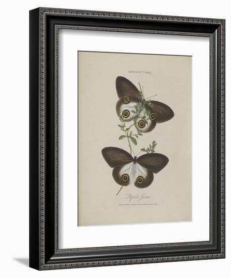 Album Donovan : an epitome of the natural history of insects in China-Edward Donovan-Framed Giclee Print