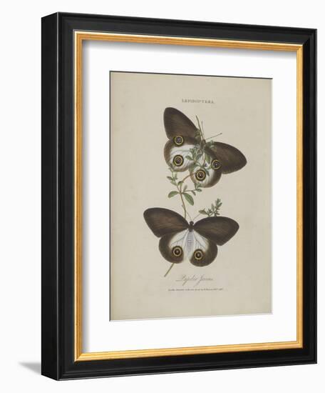 Album Donovan : an epitome of the natural history of insects in China-Edward Donovan-Framed Giclee Print