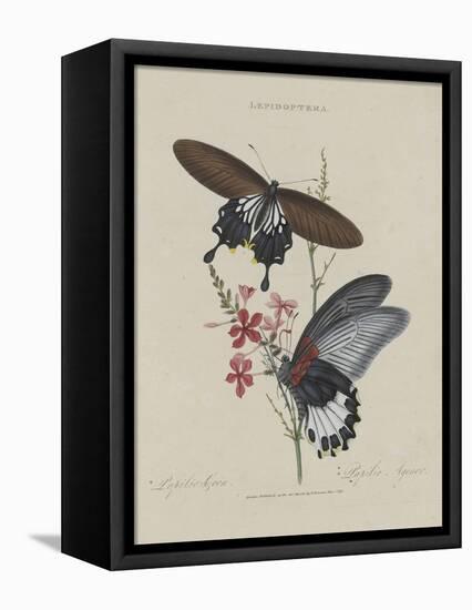 Album Donovan : an epitome of the natural history of insects in China-Edward Donovan-Framed Premier Image Canvas