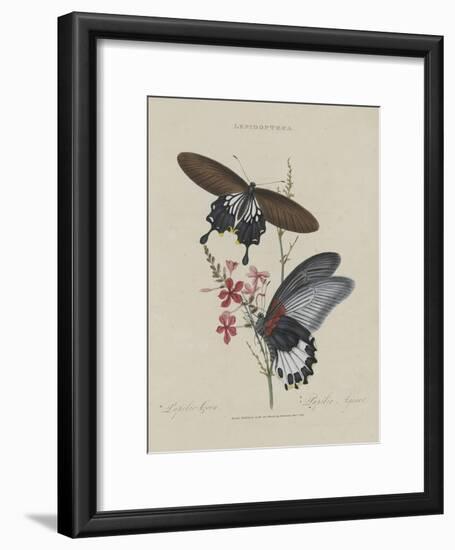 Album Donovan : an epitome of the natural history of insects in China-Edward Donovan-Framed Giclee Print