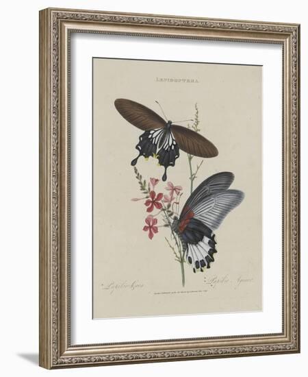 Album Donovan : an epitome of the natural history of insects in China-Edward Donovan-Framed Giclee Print