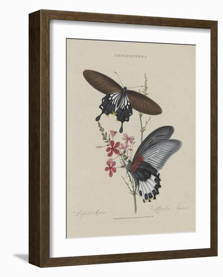 Album Donovan : an epitome of the natural history of insects in China-Edward Donovan-Framed Giclee Print