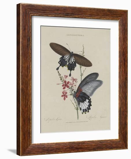 Album Donovan : an epitome of the natural history of insects in China-Edward Donovan-Framed Giclee Print