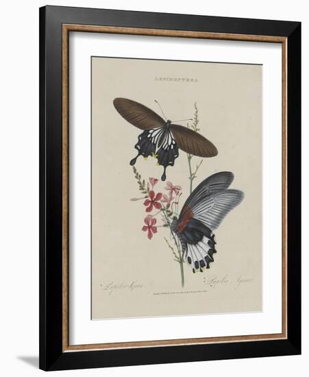 Album Donovan : an epitome of the natural history of insects in China-Edward Donovan-Framed Giclee Print