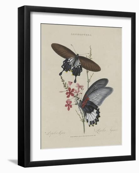 Album Donovan : an epitome of the natural history of insects in China-Edward Donovan-Framed Giclee Print