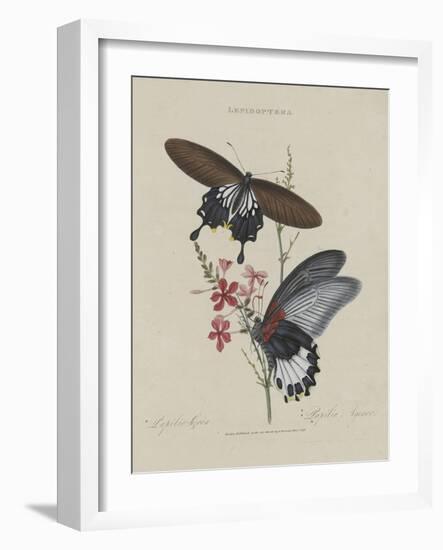 Album Donovan : an epitome of the natural history of insects in China-Edward Donovan-Framed Giclee Print