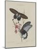 Album Donovan : an epitome of the natural history of insects in China-Edward Donovan-Mounted Giclee Print