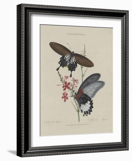 Album Donovan : an epitome of the natural history of insects in China-Edward Donovan-Framed Giclee Print