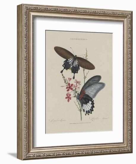 Album Donovan : an epitome of the natural history of insects in China-Edward Donovan-Framed Giclee Print