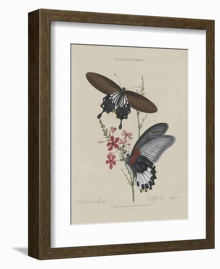 Album Donovan : an epitome of the natural history of insects in China-Edward Donovan-Framed Giclee Print