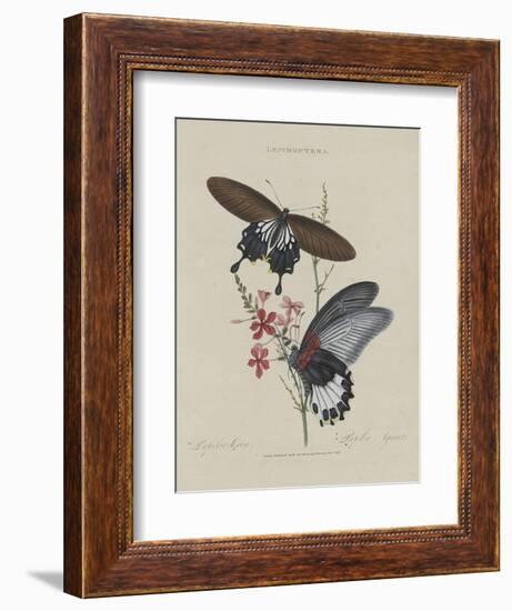 Album Donovan : an epitome of the natural history of insects in China-Edward Donovan-Framed Giclee Print