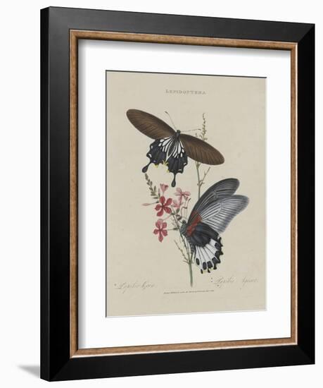 Album Donovan : an epitome of the natural history of insects in China-Edward Donovan-Framed Giclee Print