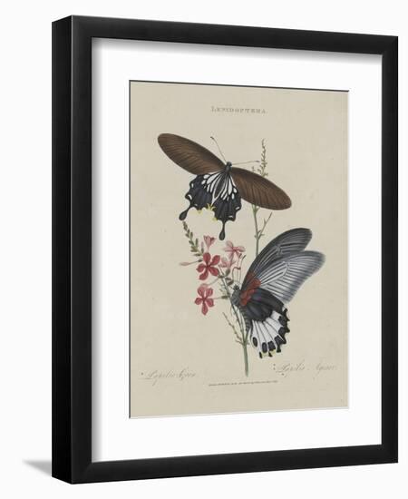 Album Donovan : an epitome of the natural history of insects in China-Edward Donovan-Framed Giclee Print