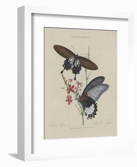 Album Donovan : an epitome of the natural history of insects in China-Edward Donovan-Framed Giclee Print