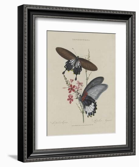 Album Donovan : an epitome of the natural history of insects in China-Edward Donovan-Framed Giclee Print