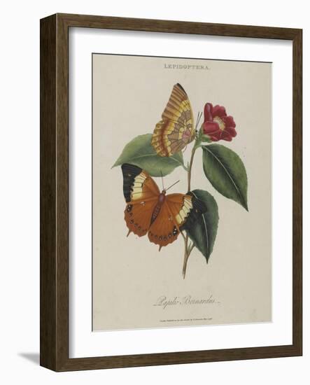 Album Donovan : an epitome of the natural history of insects in China-Edward Donovan-Framed Giclee Print