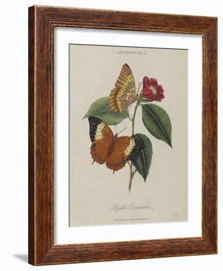 Album Donovan : an epitome of the natural history of insects in China-Edward Donovan-Framed Giclee Print