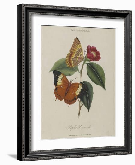 Album Donovan : an epitome of the natural history of insects in China-Edward Donovan-Framed Giclee Print