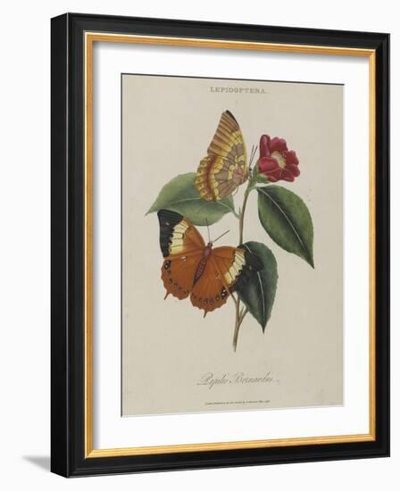 Album Donovan : an epitome of the natural history of insects in China-Edward Donovan-Framed Giclee Print