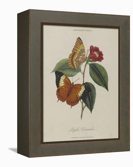 Album Donovan : an epitome of the natural history of insects in China-Edward Donovan-Framed Premier Image Canvas