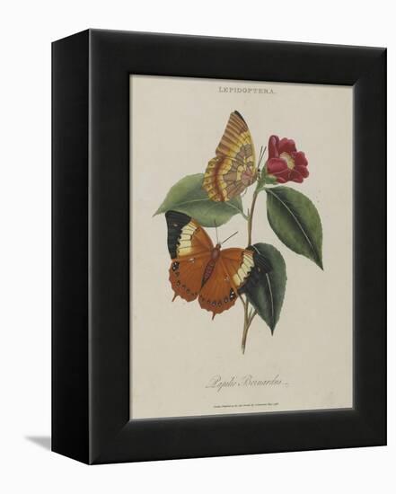 Album Donovan : an epitome of the natural history of insects in China-Edward Donovan-Framed Premier Image Canvas