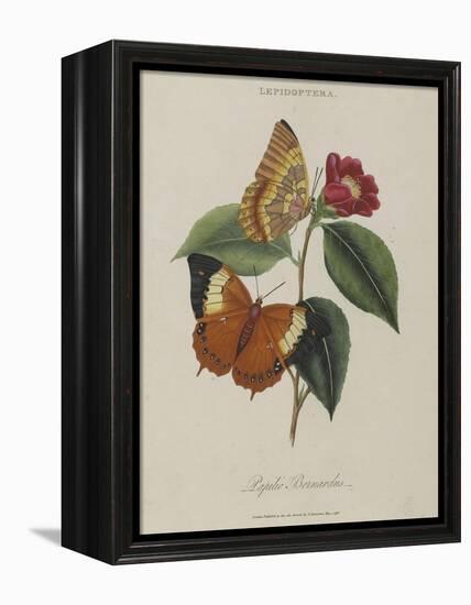 Album Donovan : an epitome of the natural history of insects in China-Edward Donovan-Framed Premier Image Canvas