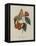 Album Donovan : an epitome of the natural history of insects in China-Edward Donovan-Framed Premier Image Canvas