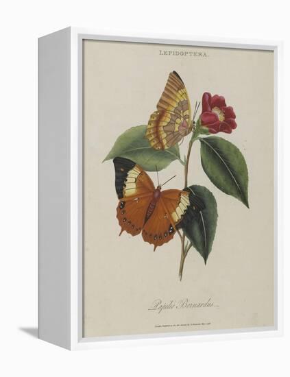 Album Donovan : an epitome of the natural history of insects in China-Edward Donovan-Framed Premier Image Canvas