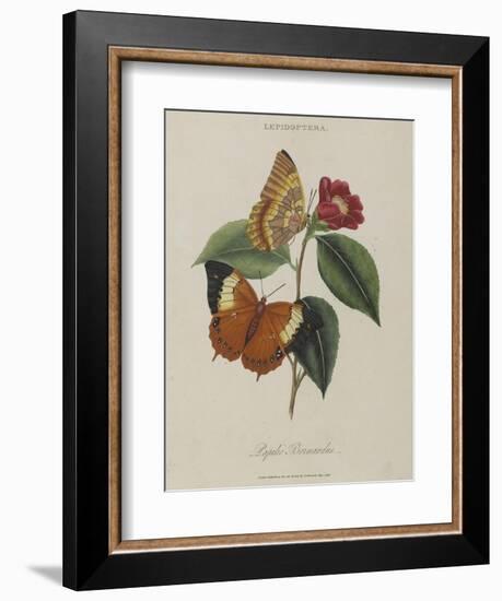 Album Donovan : an epitome of the natural history of insects in China-Edward Donovan-Framed Giclee Print