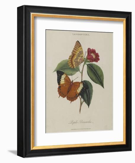 Album Donovan : an epitome of the natural history of insects in China-Edward Donovan-Framed Giclee Print