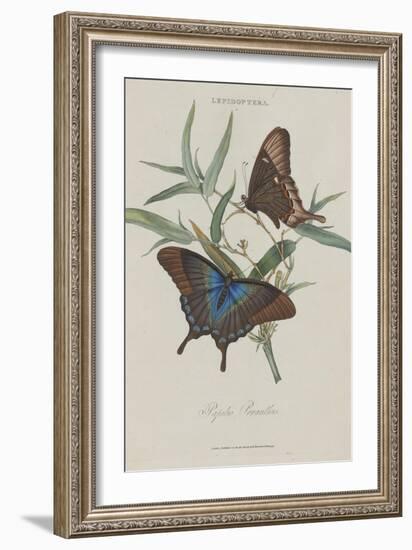 Album Donovan : an epitome of the natural history of insects in China-Edward Donovan-Framed Giclee Print