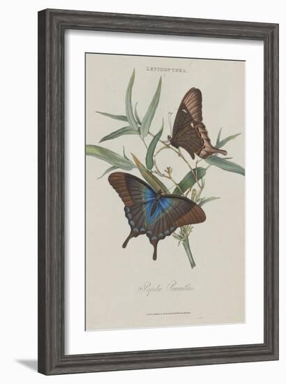 Album Donovan : an epitome of the natural history of insects in China-Edward Donovan-Framed Giclee Print