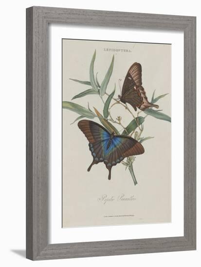 Album Donovan : an epitome of the natural history of insects in China-Edward Donovan-Framed Giclee Print